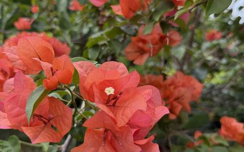 Bugambilias en flor en un municipio de tierra caliente de Cundinamarca
